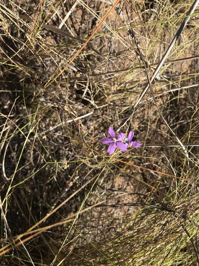 Byblis filifolia, photographed by Miguel de Salas