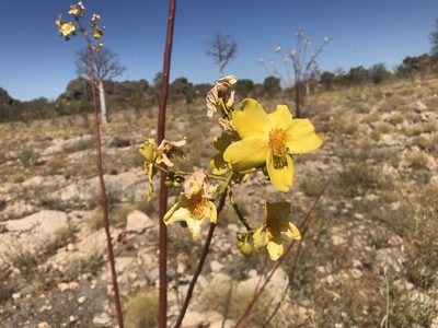 Cochlospermum fraseri, photographed by Miguel de Salas