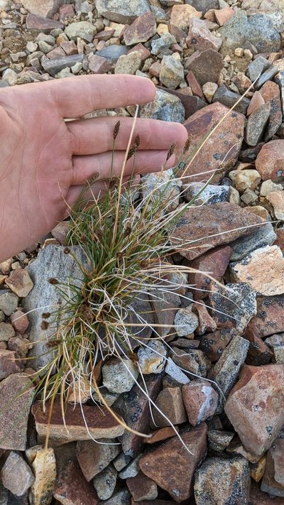 Carex micropoda, photographed by Trevor Van Loon