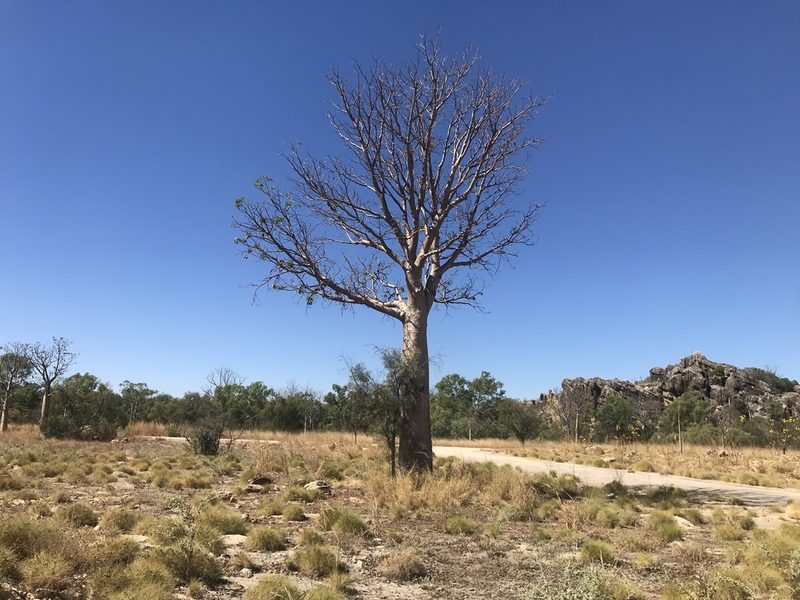Adansonia gregorii, photographed by Miguel de Salas