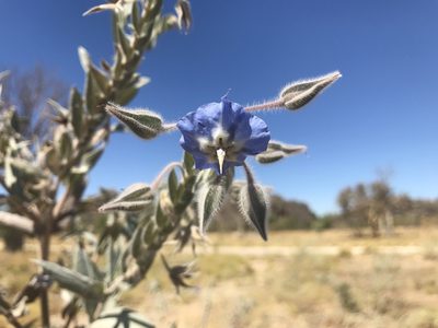 Trichodesma zeylanicum, photographed by Miguel de Salas