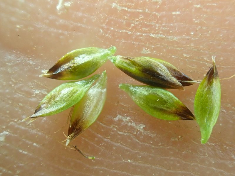 Carex micropoda, photographed by Trevor Van Loon