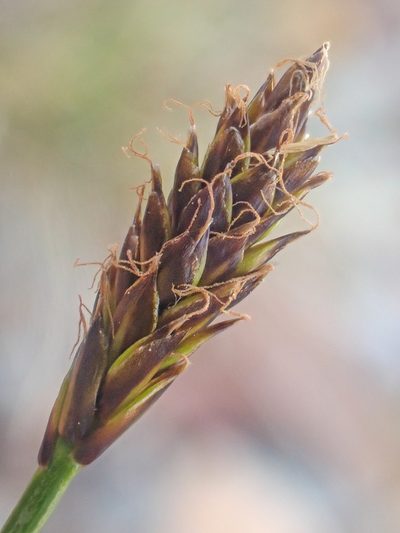 Carex micropoda, photographed by Trevor Van Loon