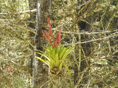 Tillandsia deppeana, photographed by Diana Fuentes