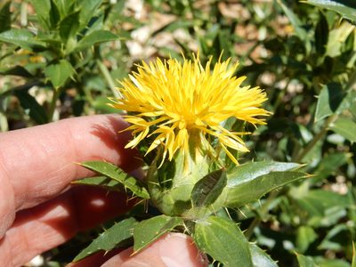 Carthamus tinctorius, photographed by Ed Alverson