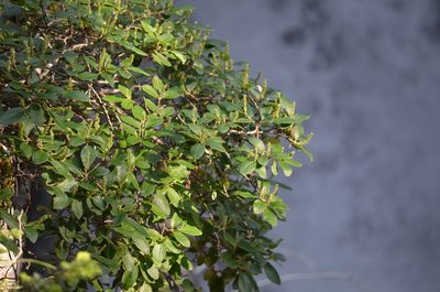 Salix vestita, photographed by Liam Steele