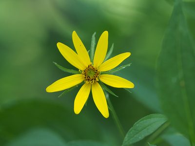 Helianthus divaricatus, photographed by mefisher
