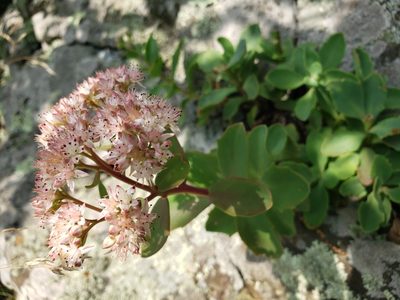 Hylotelephium telephioides, photographed by Jody Shugart