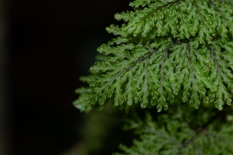 Hymenophyllum plicatum, photographed by Jorge Herreros de Lartundo