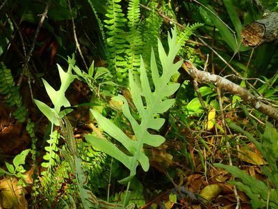 Phlebodium pseudoaureum, photographed by Diana Fuentes