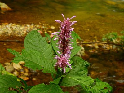 Odontonema callistachyum, photographed by Diana Fuentes