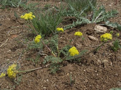 Lomatium austiniae, photographed by Jim Morefield