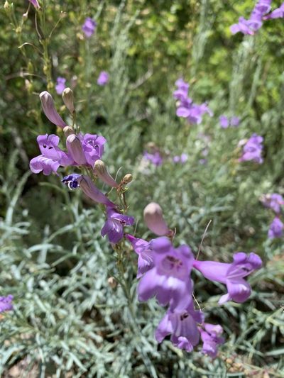 Penstemon sepalulus, photographed by Andrew Lie