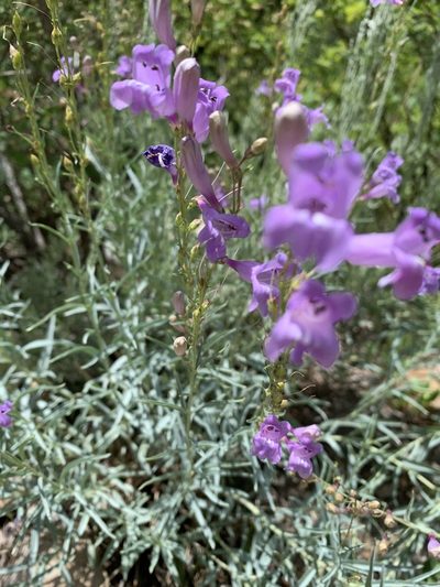 Penstemon sepalulus, photographed by Andrew Lie
