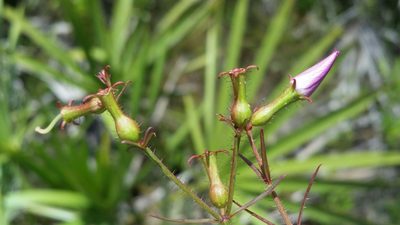 Rhexia cubensis, photographed by Jay Horn