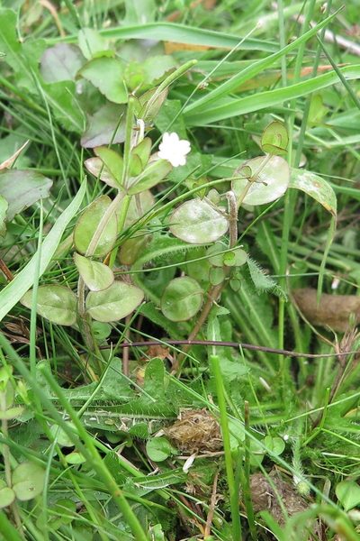 Epilobium insulare, photographed by Alice Shanks
