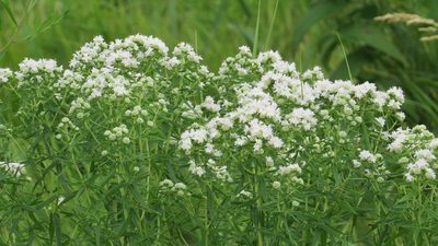 Pycnanthemum virginianum, photographed by Marilynn Miller
