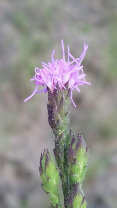 Liatris garberi, photographed by Jay Horn