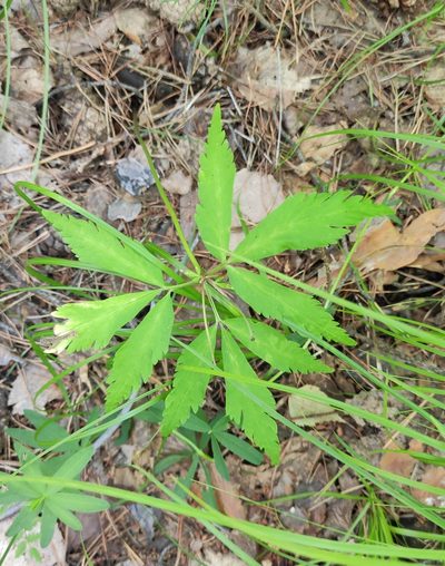 Anemonoides reflexa, photographed by Юлия