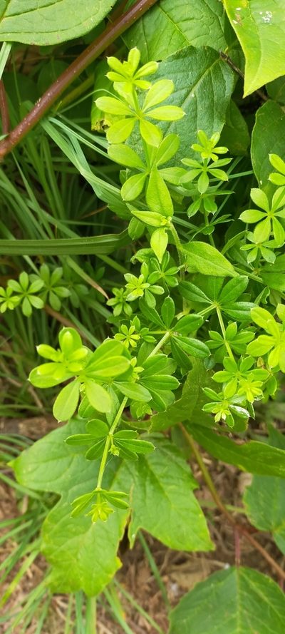 Galium dahuricum, photographed by Viola Alekseeva