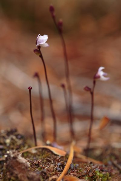 Utricularia delicatula, photographed by Dave Boyle