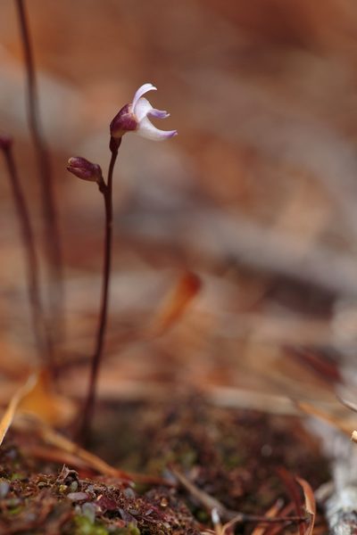 Utricularia delicatula, photographed by Dave Boyle