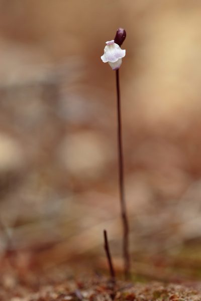 Utricularia delicatula, photographed by Dave Boyle