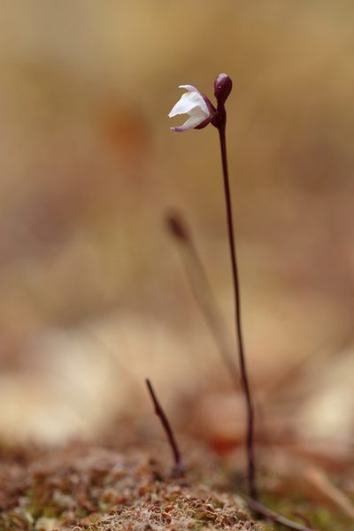 Utricularia delicatula, photographed by Dave Boyle