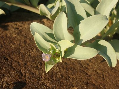 Mertensia maritima, photographed by Ian Manning