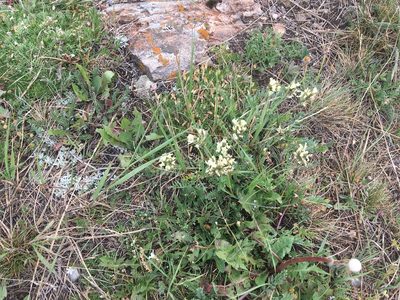 Oxytropis campestris, photographed by Daniel Atha