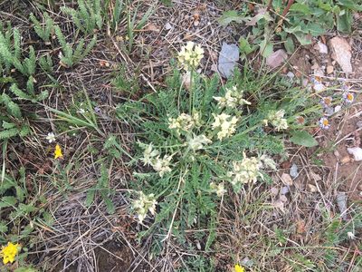 Oxytropis campestris, photographed by Daniel Atha