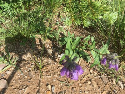 Penstemon whippleanus, photographed by Daniel Atha