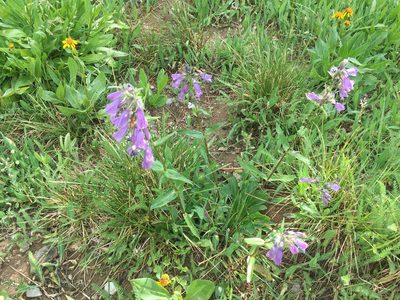 Penstemon whippleanus, photographed by Daniel Atha