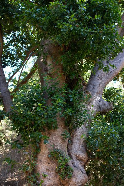 Beilschmiedia miersii, photographed by Jorge Herreros de Lartundo