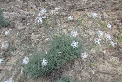 Dianthus volgicus, photographed by Татьяна Горбушина