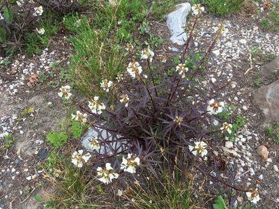 Pedicularis racemosa, photographed by Daniel Atha