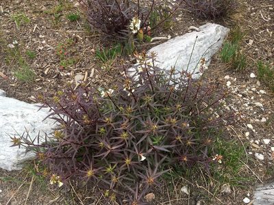 Pedicularis racemosa, photographed by Daniel Atha