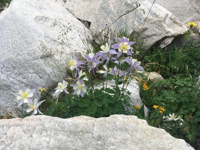 Aquilegia coerulea, photographed by Daniel Atha