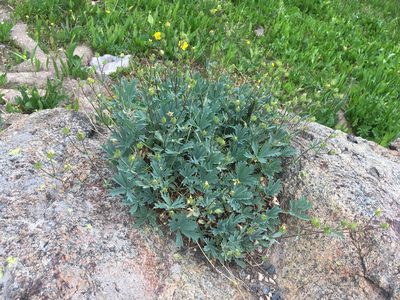 Potentilla glaucophylla, photographed by Daniel Atha