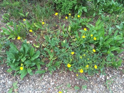 Potentilla glaucophylla, photographed by Daniel Atha