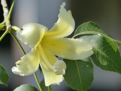 Ceiba chodatii, photographed by Víctor Dávalos