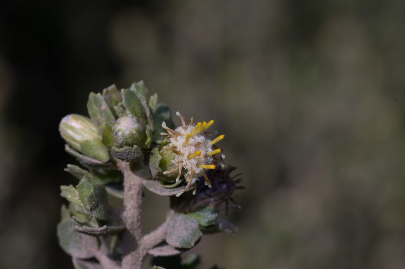Baccharis macraei, photographed by Jorge Herreros de Lartundo