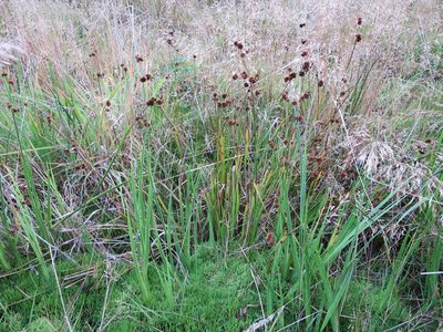 Juncus ensifolius, photographed by Alice Shanks