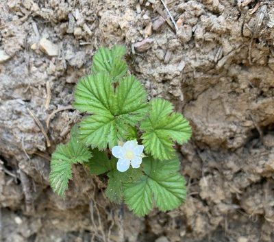 Rubus lasiococcus, photographed by Ashwin Srinivasan