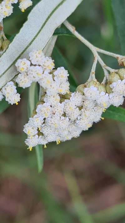 Ozothamnus argophyllus, photographed by Vale Jenny Conolly