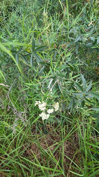 Ozothamnus argophyllus, photographed by Vale Jenny Conolly