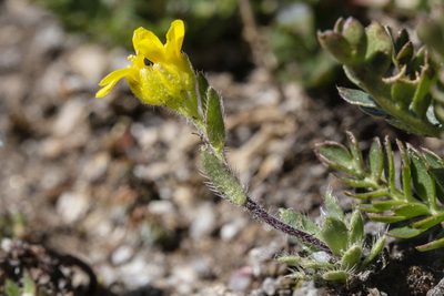 Draba heilii, photographed by Cecelia Alexander