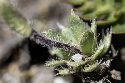 Draba heilii, photographed by Cecelia Alexander