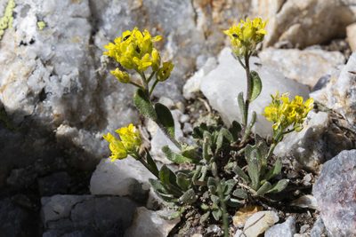 Draba aurea, photographed by Cecelia Alexander