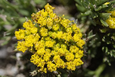 Cymopterus bakeri, photographed by Cecelia Alexander